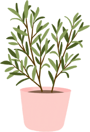 Indoor plant illustration 